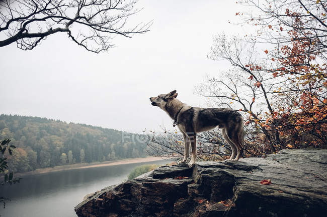 Laika howling while standing on stone cliff — Stock Photo