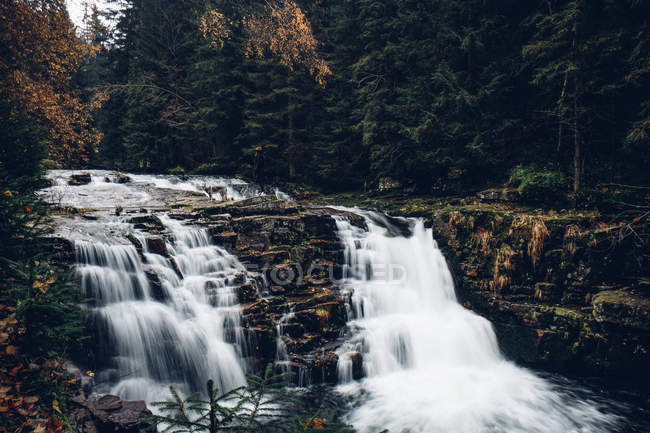 Rio montanhoso rochoso na floresta velha do pinheiro — Fotografia de Stock