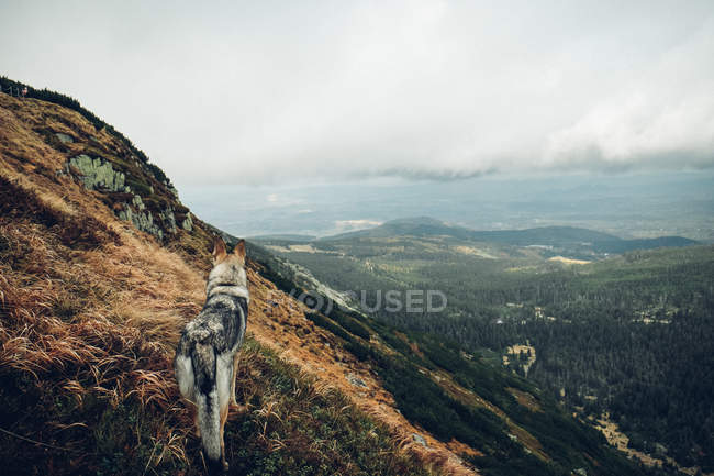 Laika steht auf berggipfel — Stockfoto