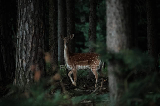 Cervo rosso femmina — Foto stock