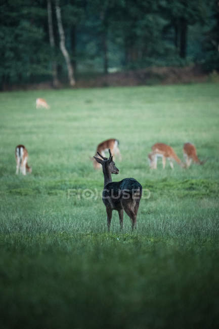 Female red deer — Stock Photo