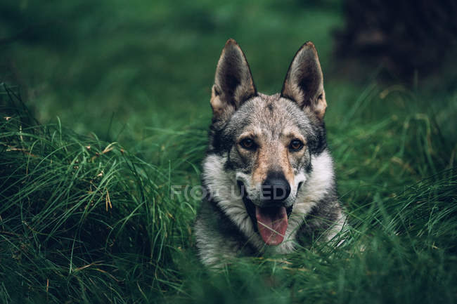 Laika lying in lush grass — Stock Photo