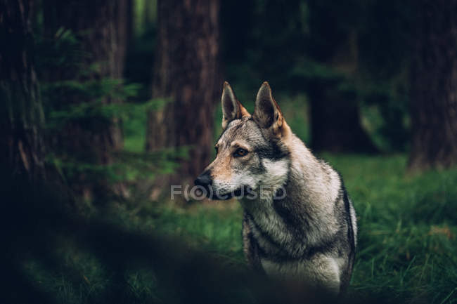 Cão em pé na densa floresta de pinheiros — Fotografia de Stock