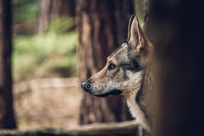 Laika in piedi nel bosco — Foto stock