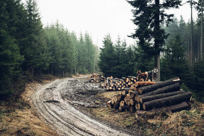 Route forestière avec des tas de bois de pin — Photo de stock