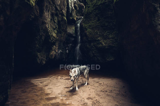 Лайка в скелястому ущелині — стокове фото