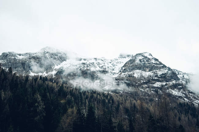 Schneebedeckte Berge mit Kiefernwald an Hängen — Stockfoto