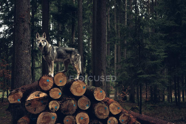 Laika em pé sobre pilha de madeira — Fotografia de Stock