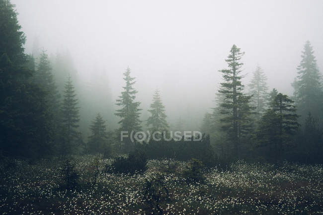 Forest meadow with elegant white flowers — Stock Photo