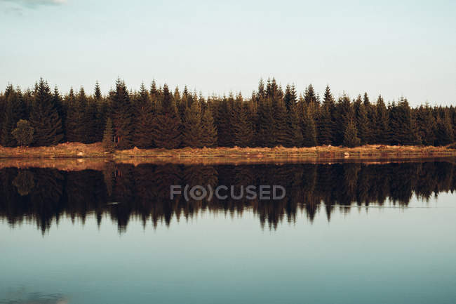 Kiefernwald spiegelt sich in ruhigem Fluss — Stockfoto