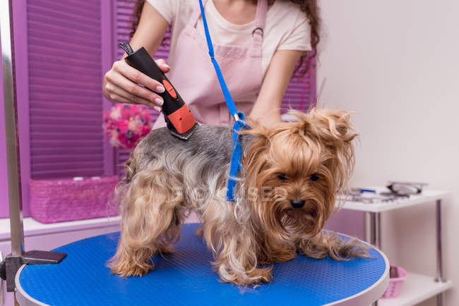 Groomer cane da taglio — Foto stock