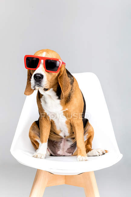 Beagle perro en gafas de sol - foto de stock