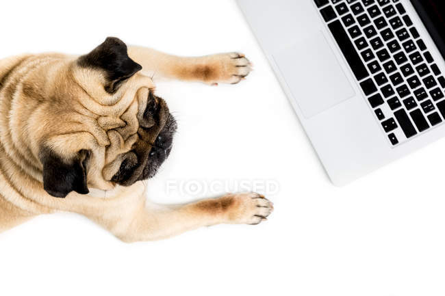 Mops Hund mit Laptop — Stockfoto