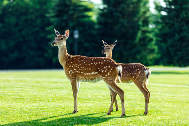 Beautiful deer in park — Stock Photo