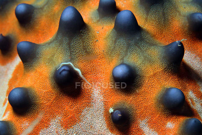 Knubbeliger Seestern — Stockfoto