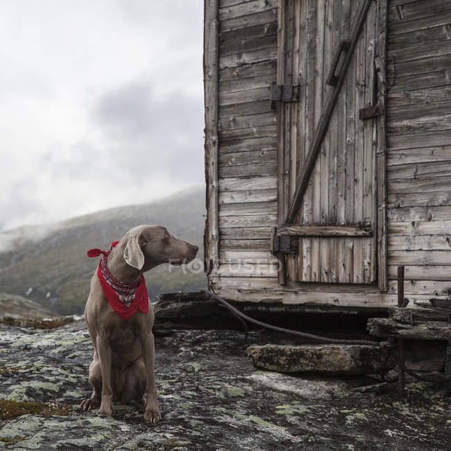 Cane Da Caccia Weimaraner Con La Sciarpa Rossa Che Si Siede Davanti