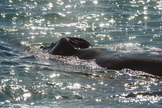 Blowhole of humpback whale in water with sunlight reflection, Eyjafjorour, Iceland, Europe - foto de stock