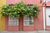 Rosafarbenes Gebäude mit Gittern und Blumen an den Fenstern — Stockfoto