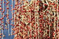 Royal Palm Tree bacche rosse — Foto stock