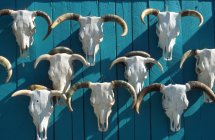 Wall of bulls skulls with horns — Stock Photo