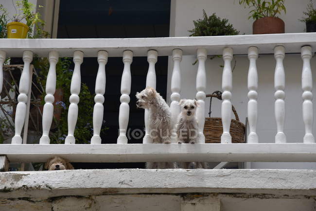 Три белых маленьких собачки на балконе — стоковое фото