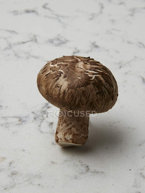 Mushroom on marble surface — Stock Photo