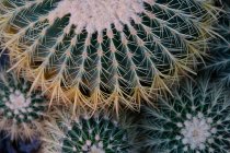 Grüner Kaktus, Nahaufnahme — Stockfoto