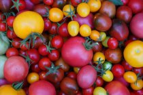 Червоні та жовті помідори — стокове фото