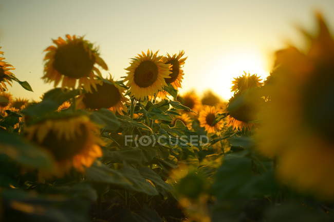 Tournesols sur le champ pendant le coucher du soleil — Photo de stock