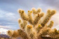 Cactus en el Parque Nacional Joshua Tree - foto de stock