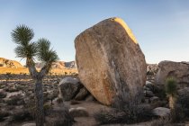 Pedra no Parque Nacional Joshua Tree — Fotografia de Stock