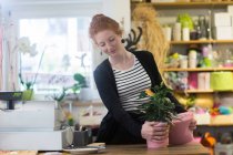 Floristin arbeitet mit Topfpflanzen im Geschäft — Stockfoto