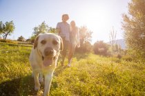 Couple walking dog in sunlit rural field — Stock Photo