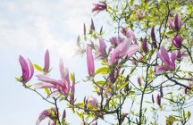 Flor en el árbol de Magnolia - foto de stock