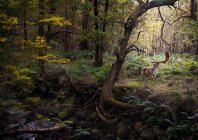 Rehe in Wäldern, West Midlands — Stockfoto