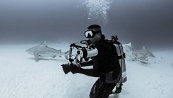 Diver with Bull Sharks — Stock Photo