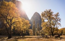Landschaft mit Herbstwald — Stockfoto