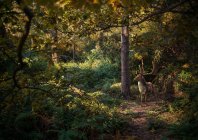 Deer in woodlands, West Midlands — Stock Photo
