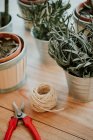 Plants, secateurs and ball of string — Stock Photo