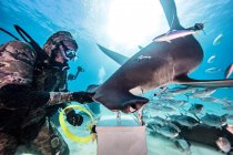 Buceador junto a tiburón martillo - foto de stock