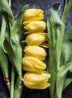 Cabeças de tulipa cortadas e talos — Fotografia de Stock
