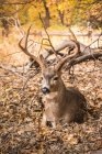 Buck veado deitado em folhas de outono — Fotografia de Stock