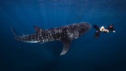Taucher schwimmt mit Walhai — Stockfoto