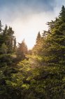 Luz do sol em árvores na floresta — Fotografia de Stock