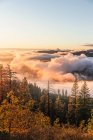 Туман над лесом долины на восходе солнца — стоковое фото
