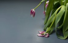 Wilting tulip flowers — Stock Photo