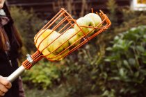 Raccoglitore di frutta pieno di mele fresche — Foto stock