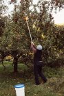 Женщина собирает яблоки — стоковое фото