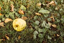Fallen apple on grass, close-up — Stock Photo