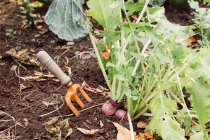 Вилка поруч із вирощуванням овочів — стокове фото